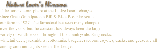                     
 
   Nature Lover’s Nirvana
  The serene atmosphere at the Lodge hasn’t changed
since Great Grandparents Bill & Elsie Bosanko settled 
our farm in 1927. The farmstead has seen many changes
over the years, but the constant has always been the large 
variety of wildlife seen throughout the countryside. Ring necks,
whitetail deer, jackrabbits, cottontails, badgers, racoons, coyotes, ducks, and geese are all among common sights seen at the Lodge.